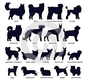 Dog silhouettes. Various breed. Doberman, malamute and labrador, poodle and corgi, bulldog and pug. Isolated vector set