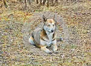 dog similar breed West Siberian husky