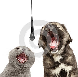 Ð¡at and dog sing together with a microphone