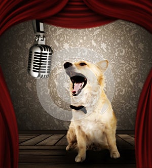 Dog in singing performance on stage