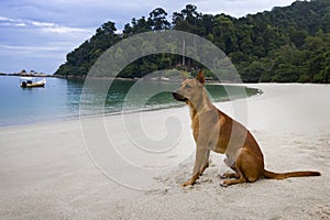 A dog sit on beach