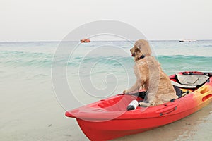 Dog sit in boat waiting someone at sea beach.