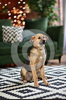 Dog sit on the carpet