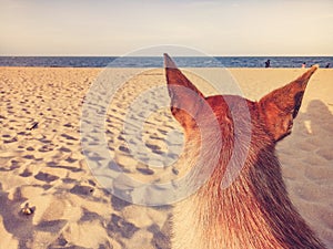 Dog sit on poor sandy beaches with blue sea clear sky happy holiday background