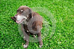 The dog sit waiting in lawn ground front of the house. Straight looking face. Pet concept.