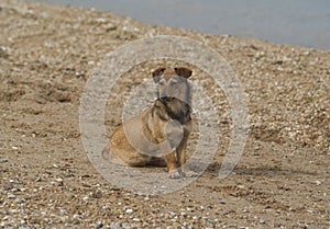 dog siting on the brown seand with sea rocks