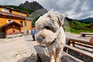 Dog in the mountains