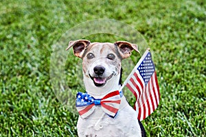 Dog sits in American flag bow tie with USA flag on green grass. Celebration of Independence day