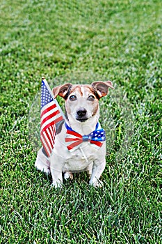 Dog sits in American flag bow tie with USA flag on green grass. Celebration of Independence day