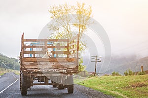 Dog sits in the back of an old truck