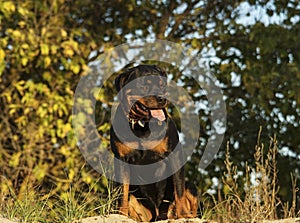 dog sits on a background of autumn trees