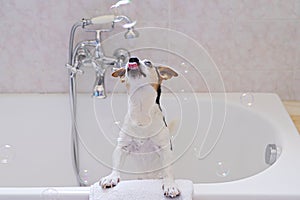 Dog sits in bath and enjoys bathtime with an open mouth. Closeup portrait of pet in light bathroom