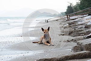 A Dog Sits On the Beach