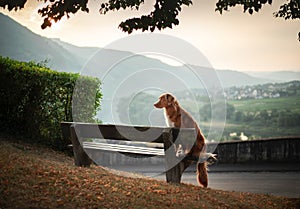 The dog sits on a bench and looks at the dawn. red Nova Scotia Duck Tolling Retriever, Toller in nature.