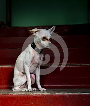 The dog sits on the bright red steps, illuminated by a ray of sun.