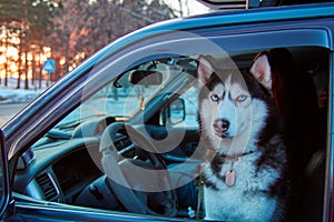 Dog sits in car in driver`s seat and looks out window. Serious Siberian husky looks from car window at camera.