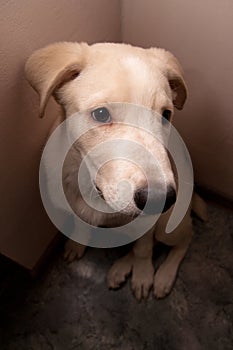 Dog sits in a corner