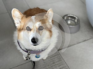 The dog sits on the floor of the cafe, next to the bowl of water.