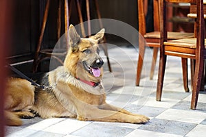 A dog sits on the floor