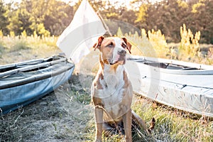 A dog sits in front of canoe boats in beautiful evening light.