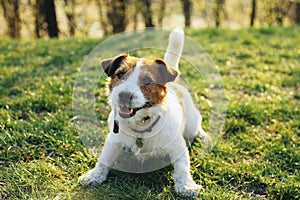 Dog sits in the green grass smiling