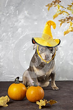 dog sits in a halloween hat. A pumpkin hat on the head of a dog, Chihuahua.