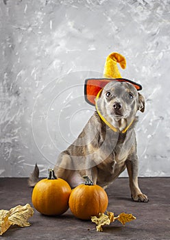dog sits in a halloween hat. Thanksgiving Day. Pumpkins and yellow leaves.