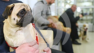 Dog sits on the hands of the owner in the queue and the examination in the veterinary clinic