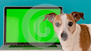 Dog sits next to the laptop green screen