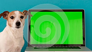 Dog sits next to the laptop green screen