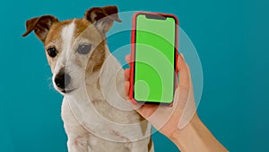 Dog sits next to a smartphone green screen