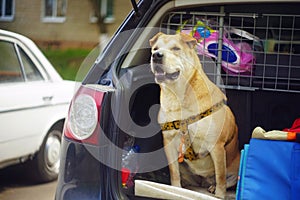 The dog sits in the open trunk of the car and carefully watches the street