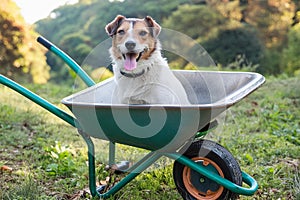Dog sits in a pushcart photo