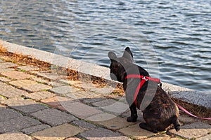 Dog sits on the road and looks away. Water in the background. Copy space for text. The concept of expectation, devotion. Small