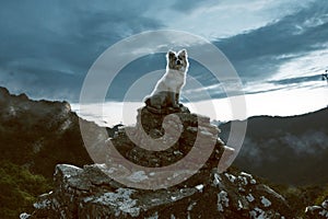 Dog sits on a rock in the mountains