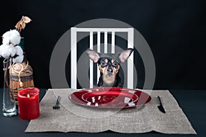 Dog sits at a served  table with an empty plate, waiting for food.  Concept food for dogs, hungry dog