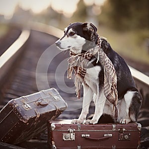 The dog sits on a suitcase on rails