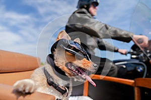 Dog sits with sunglasses in a motorcycle sidecar