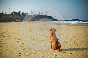 Dog sits on a sunny sand beach.