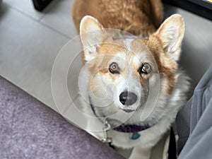 The dog sits under the table in the cafe. Look directly at the camera