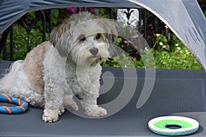 Dog sits under a tent in the shade