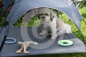 Dog sits under a tent in the shade