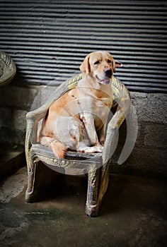Dog sits in a vintage chair, sticking its tongue out