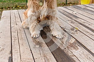 The dog sits on a wooden platform