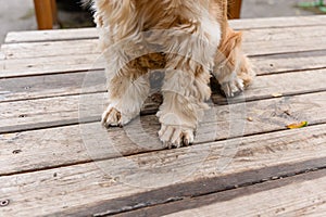 The dog sits on a wooden platform