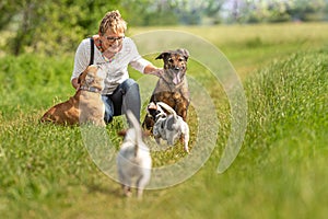 Dog sitter is walking  with many dogs on a leash. Dog walker with different dog breeds in the beautiful nature