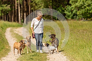 Dog sitter is walking  with many dogs on a leash. Dog walker with different dog breeds in the beautiful nature