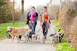 Dog sitters walking their customers