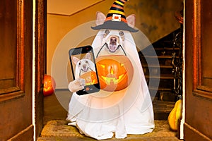 Halloween ghost dog trick or treat