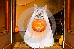 Halloween ghost dog trick or treat photo